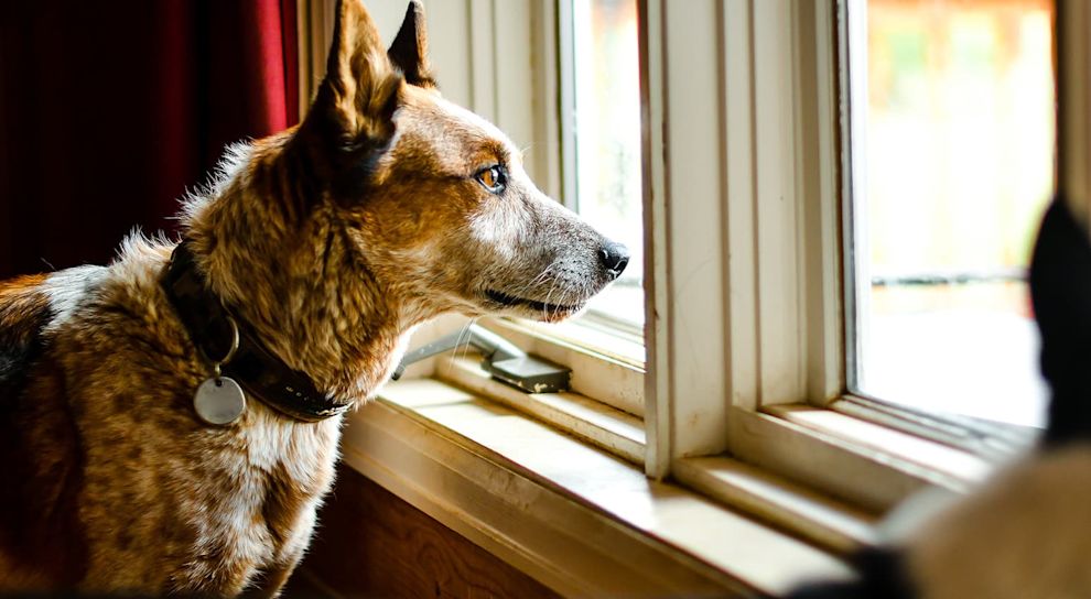 Dog looking out window
