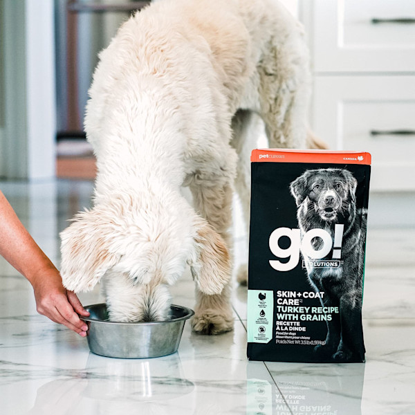 GO! Solutions Skin + Coat Care Turkey Recipe With Grains Dry Dog Food