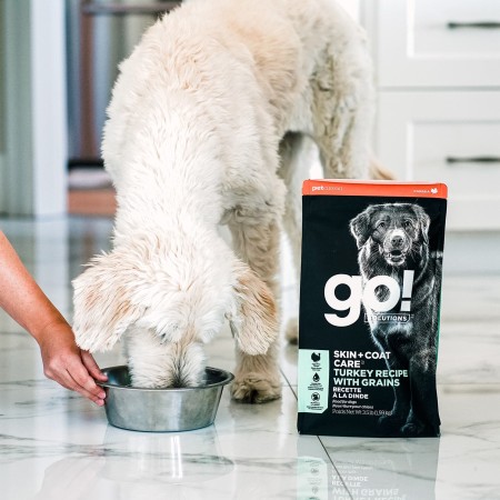 Dog eating GO! SOLUTIONS SKIN + COAT CARE Turkey Recipe with Grains dry food on kitchen floor