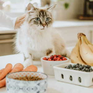 Ragdoll cat on counter with fruits and veggies
