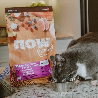 Grey cat eating NOW FRESH kibble on counter