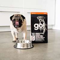 Pug licking its lips beside bag of GO! SOLUTIONS SENSITIVITIES Limited Ingredient Grain-Free Small Bites Salmon Recipe for Dogs