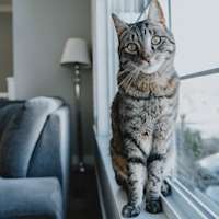 Tabby cat sitting in front of living room window