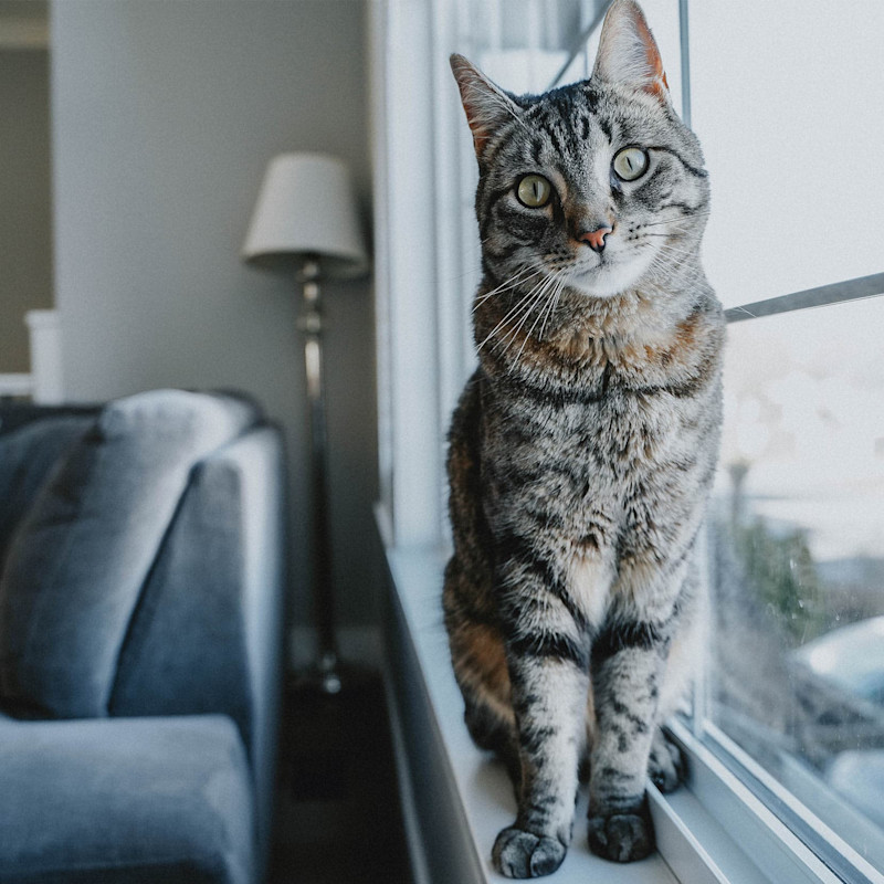Tabby cat sitting in front of living room window