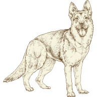 German Shepherd illustration