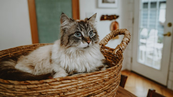 Blue-eyed cat in basket