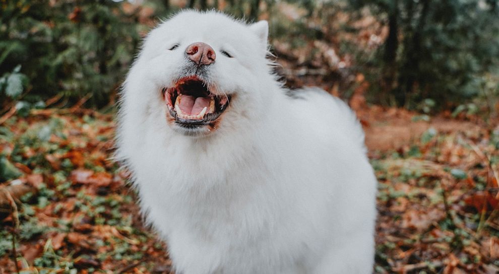 Samoyed dog smiling at camera