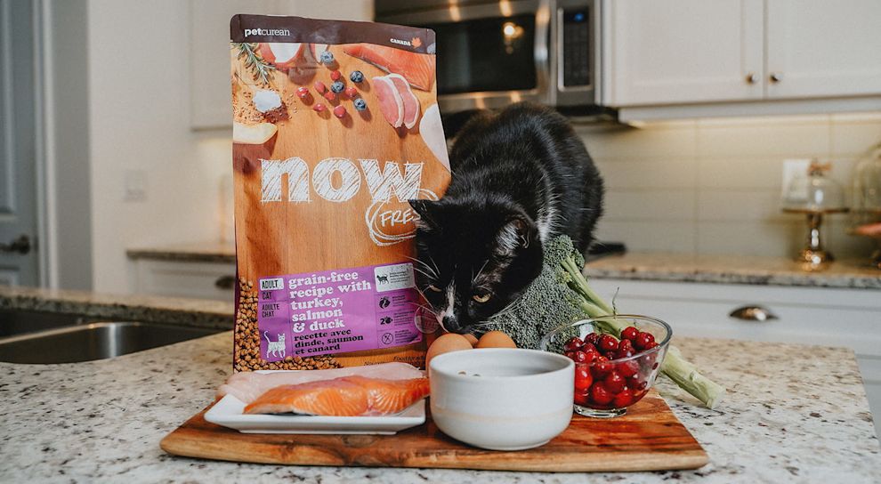 Cat on counter with food and bag of Now Fresh