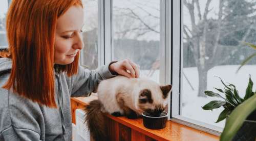 Cat on window sill eating out of black bowl with pet parent petting them