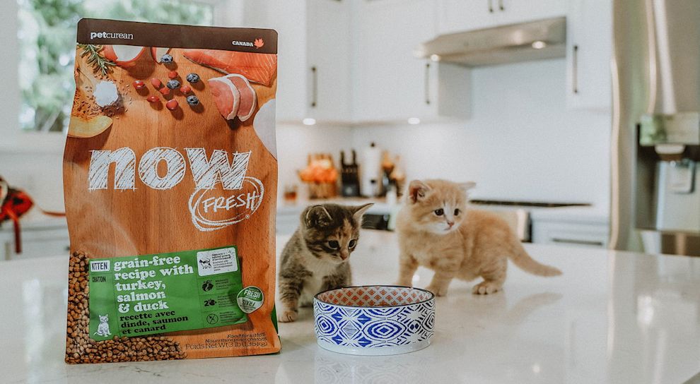 Kittens on kitchen counter with bag of Now Fresh turkey, salmon & duck kibble