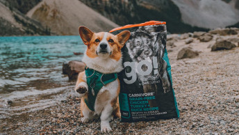 Corgi dog paw up beside kibble bag by lake in mountains