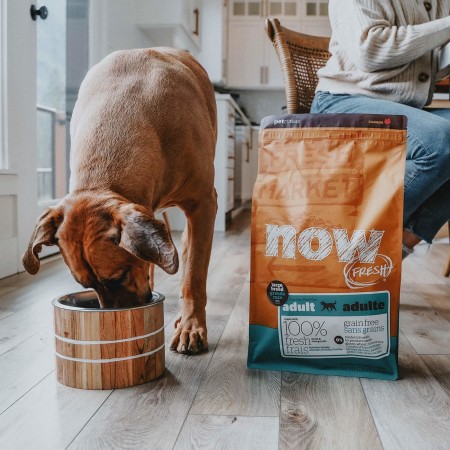 Dog eating beside bag of Now Fresh large breed adult dog food