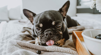 French Bulldog licking blueberries on bed