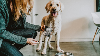 Standard Poodle with owner holding GO! SOLUTIONS CARNIVORE Grain-Free Shredded Lamb + Wild Boar Recipe for Dogs Tetra Pak