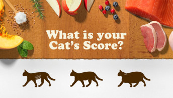 What is your Cat's Score?