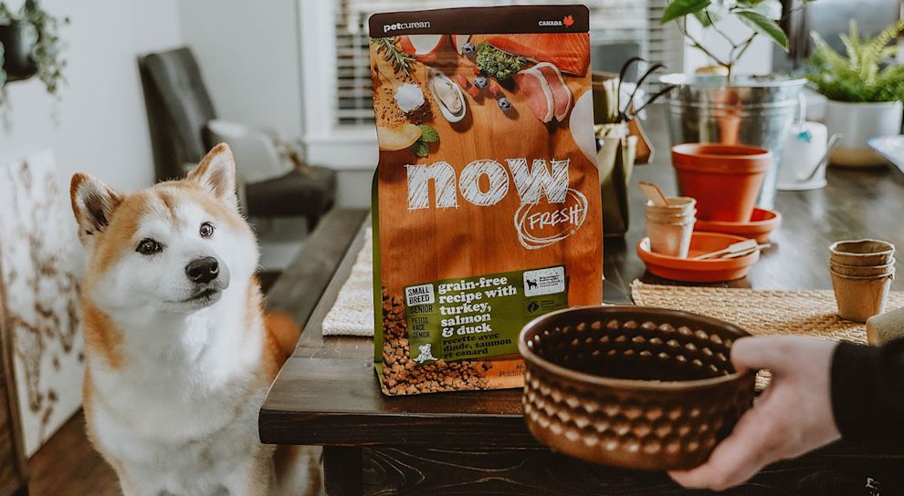 Shiba Inu dog being served bowl of Now Fresh kibble at table