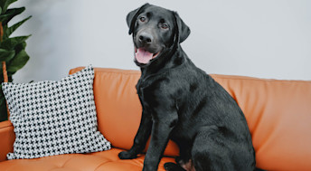 Black lab sitting on couch