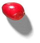 NOW-FRESH-Featured-Ingredient-CranberrySingle