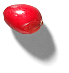 Cranberry