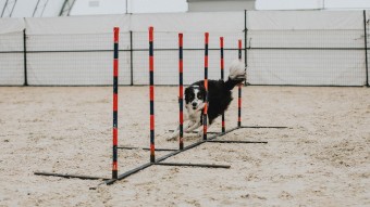 Border Collie dog weaving through agility course