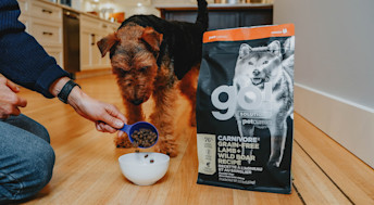 Welsh Terrier dog eating Go! Solutions Carnivore Lamb + Wild Boar kibble