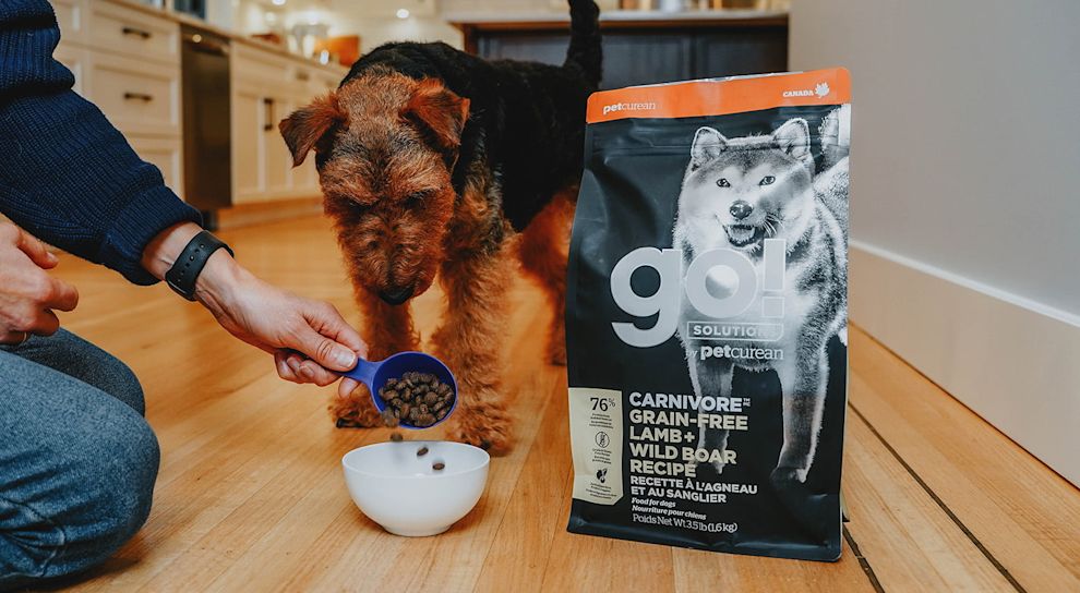 Welsh Terrier dog eating Go! Solutions Carnivore Lamb + Wild Boar kibble