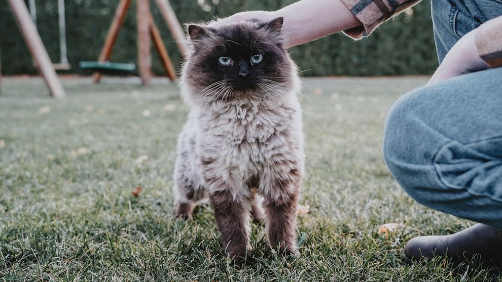 Cat being pet outside in the grass