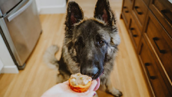German Shepherd dog sniffing frozen treat