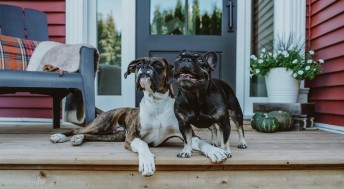 Boxer and French Bulldog on front porch