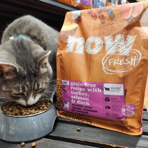 Grey tabby cat eating Now Fresh kibble from bowl
