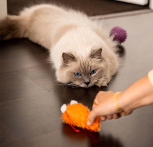 猫咪在地板上看着橙色的玩具