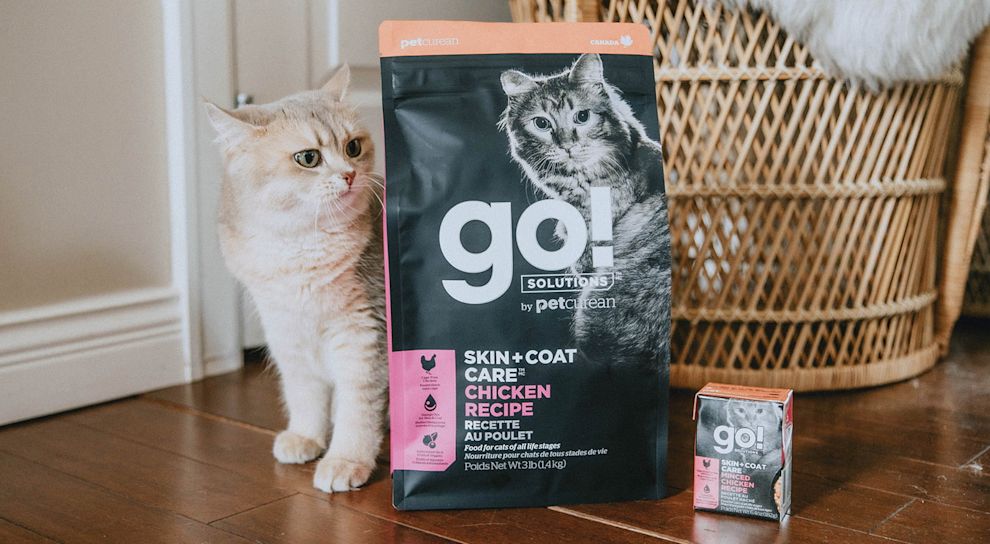 Cat sitting on floor beside bag of Go! Solutions Skin + Coat Care Chicken kibble and wet food