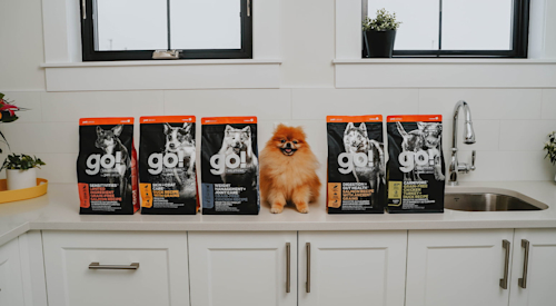Small brown Pomeranian dog sitting on kitchen counter beside GO! SOLUTIONS kibble bags