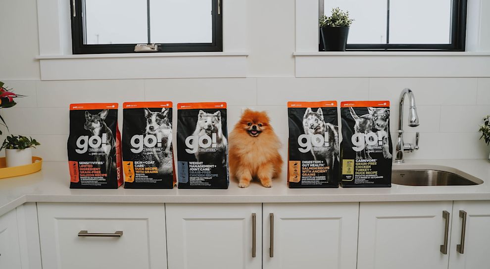 Small brown Pomeranian dog sitting on kitchen counter beside GO! SOLUTIONS kibble bags