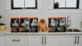 Small brown Pomeranian dog sitting on kitchen counter beside GO! SOLUTIONS kibble bags