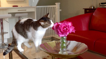 Tilly the cat smelling flowers