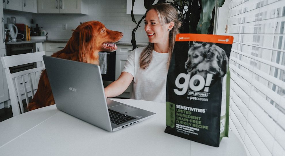 Duck Tolling Retriever dog at kitchen table with pet parent working from home
