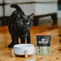 Black cat with bowl and Go! Solutions Booster Immune Health pouch