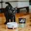 Black cat with bowl and Go! Solutions Booster Immune Health pouch