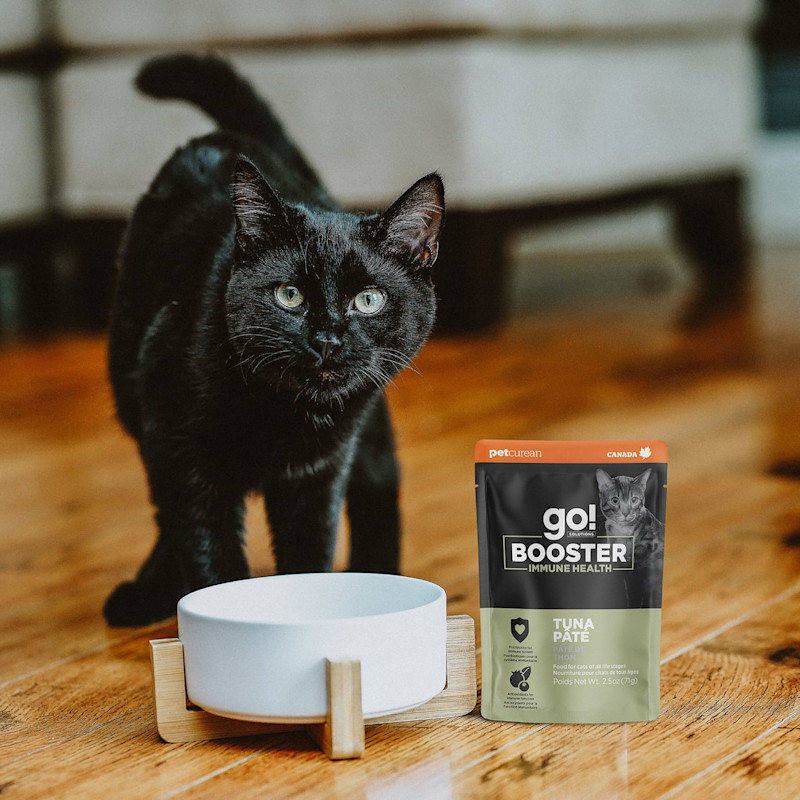 Black cat with bowl and Go! Solutions Booster Immune Health pouch