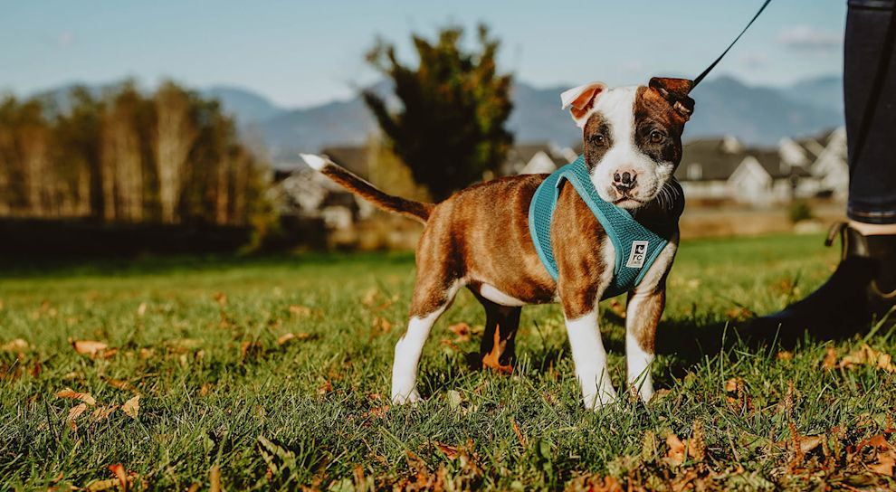 Pitbull puppy on leash standing in field