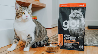 Cat beside bag of Go! Solutions Weight Management + Joint Care cat kibble