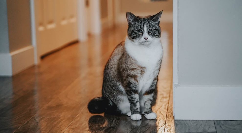 Grey cat sitting waiting while looking at camera inside house