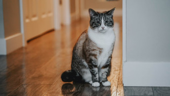 Grey cat sitting waiting while looking at camera inside house