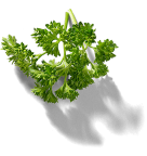 Parsley leaves