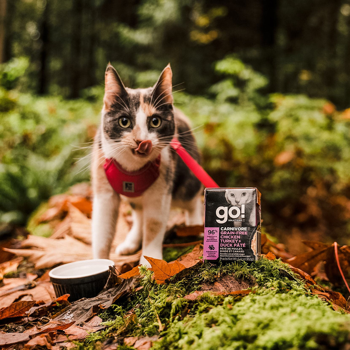 Cat on harness in the woods eating GO! SOLUTIONS CARNIVORE Grain-Free Chicken, Turkey + Duck Pâté
