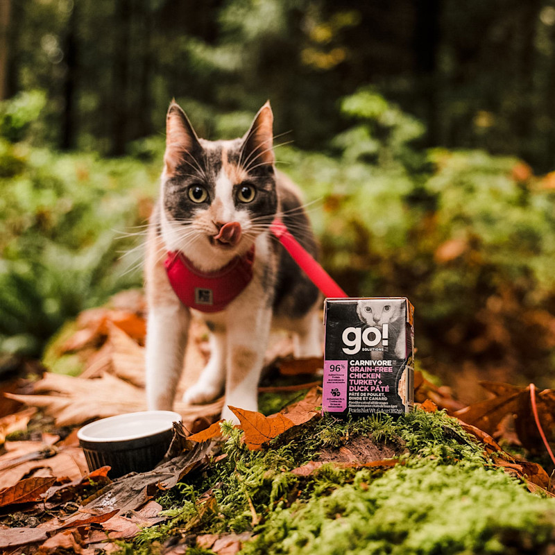 Cat on harness in the woods eating GO! SOLUTIONS CARNIVORE Grain-Free Chicken, Turkey + Duck Pâté