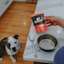 Pitbull dog looking at counter with Go! Solutions Booster Digestive Health pouch