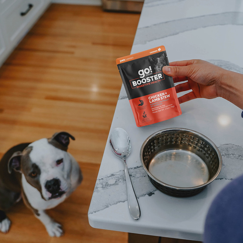 Pitbull dog looking at counter with Go! Solutions Booster Digestive Health pouch