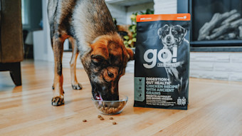 Dog eating Go! kibble from bowl
